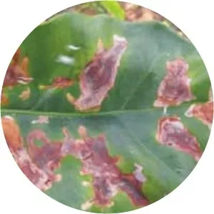 Leucoptera coffeella