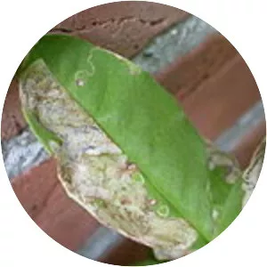 Leucoptera laburnella