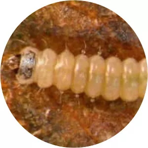 Leucoptera malifoliella