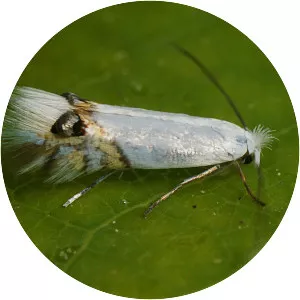 Leucoptera sinuella