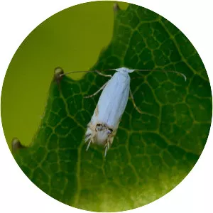 Leucoptera spartifoliella