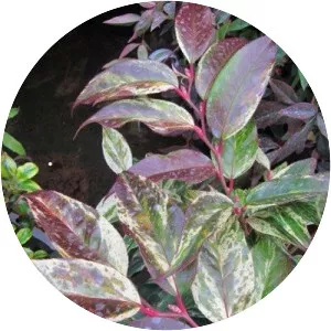 Leucothoe - Plants
