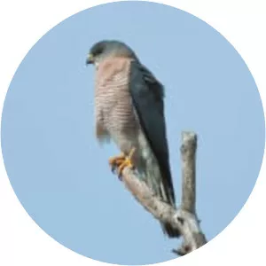 Levant sparrowhawk