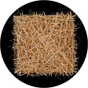 Lewis Knauss - Artist