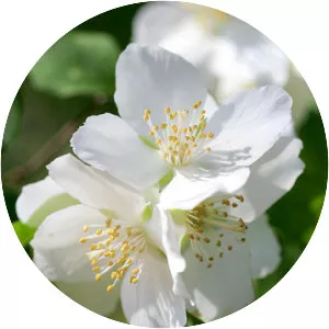 Lewis' mock-orange - Plants