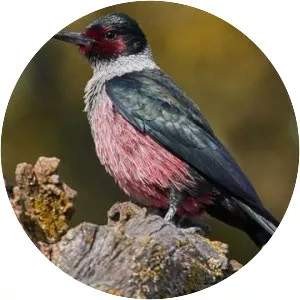 Lewis's woodpecker