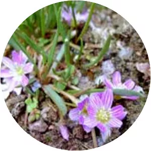 Lewisia pygmaea - Plants
