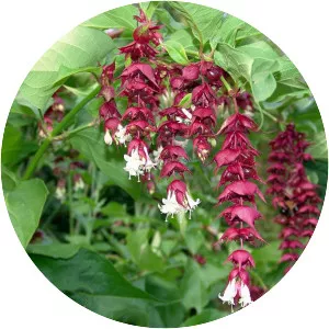 Leycesteria