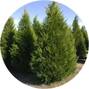 Leyland cypress