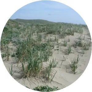 Leymus mollis - Plants