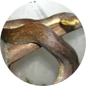 Liasis mackloti - Snake