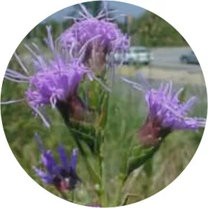 Liatris cylindracea