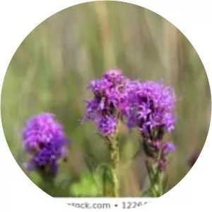 Liatris punctata - 