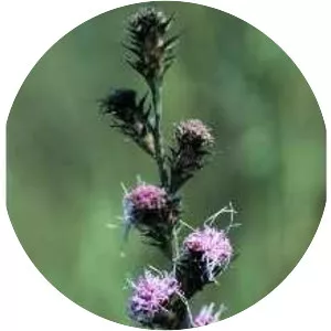 Liatris squarrosa - 