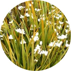 Libertia cranwelliae - 