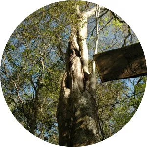 Libidibia paraguariensis