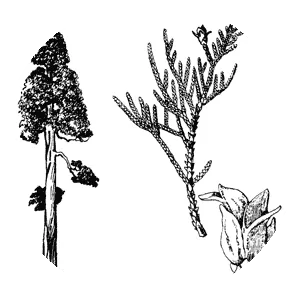 Libocedrus bidwillii - Plants