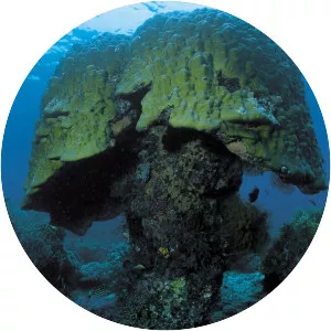 Libyan Arab Airlines Flight 114