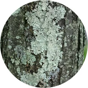 Lichen - 