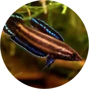 Licorice Gourami - Fish