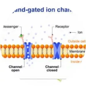 Ligand-gated ion channel - Protein