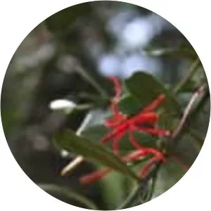 Ligaria cuneifolia - 