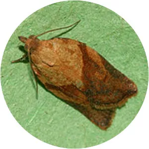 Light brown apple moth