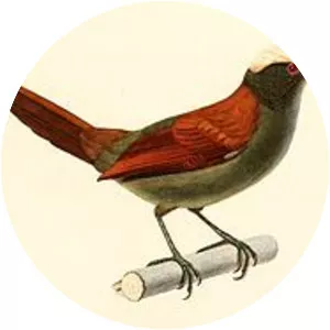 Light-crowned spinetail - Bird