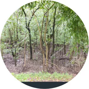 light park parque do manguezal do itacorubi - 