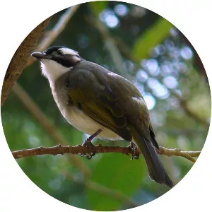 Light-vented bulbul