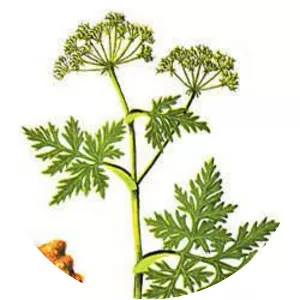 Ligusticum striatum - Plants