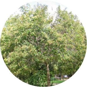 Ligustrum japonicum