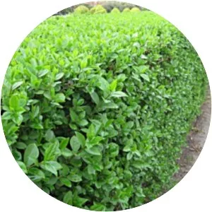 Ligustrum ovalifolium