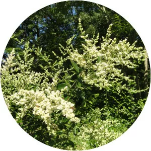 Ligustrum quihoui - Plants