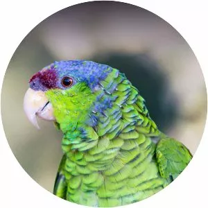 Lilac-crowned parrot