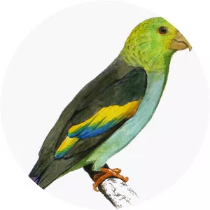 Lilac-tailed parrotlet