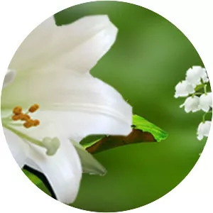 Lilial - Chemical compound