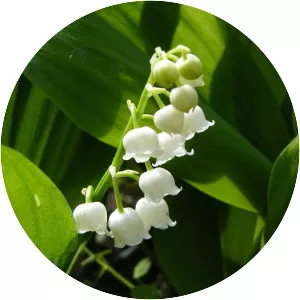 Lilies of the Valley - Plants