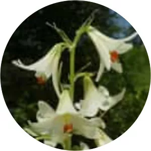 Lilium akkusianum - 