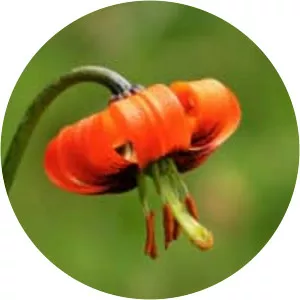 Lilium albanicum