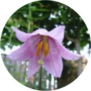 Lilium amoenum