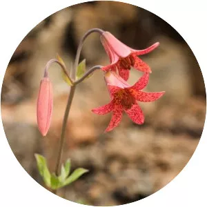 Lilium bolanderi - Plants