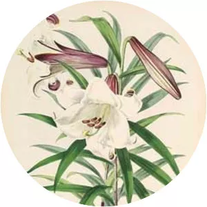 Lilium brownii