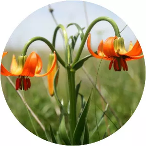 Lilium carniolicum