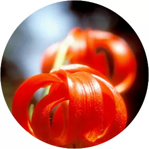 Lilium chalcedonicum - 