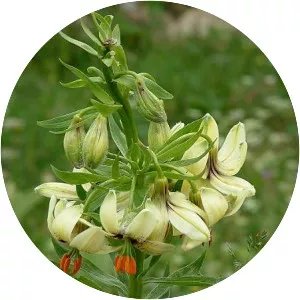 Lilium ciliatum - 