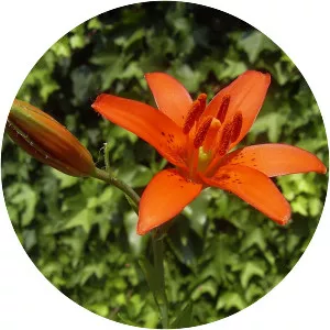 Lilium concolor