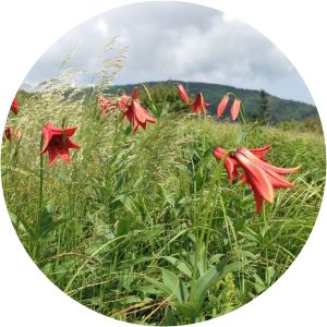 Lilium grayi - 