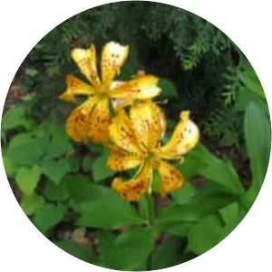 Lilium hansonii