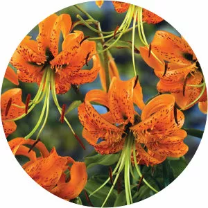 Lilium henryi